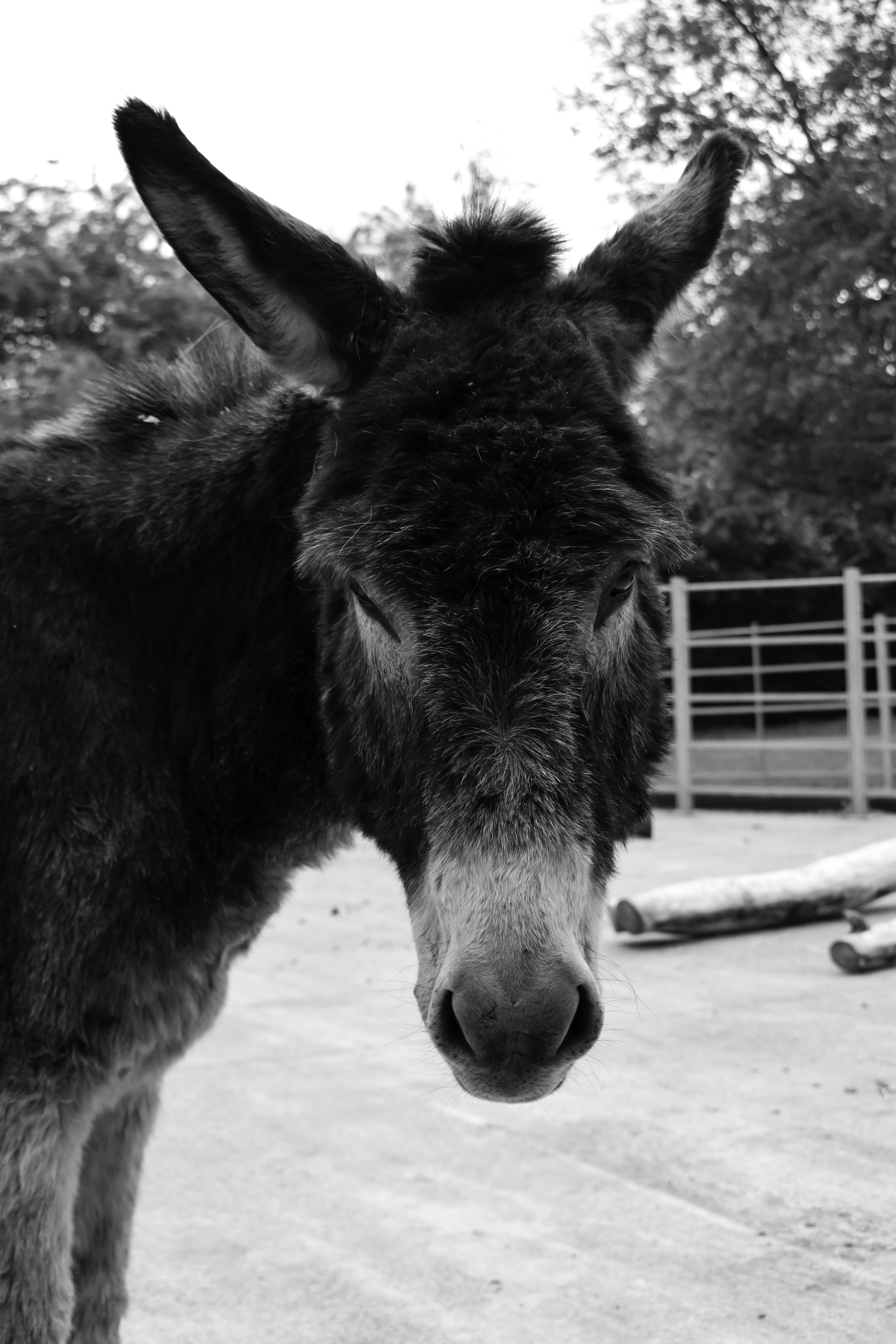 Why you need to visit The Donkey Sanctuary RIGHT NOW!